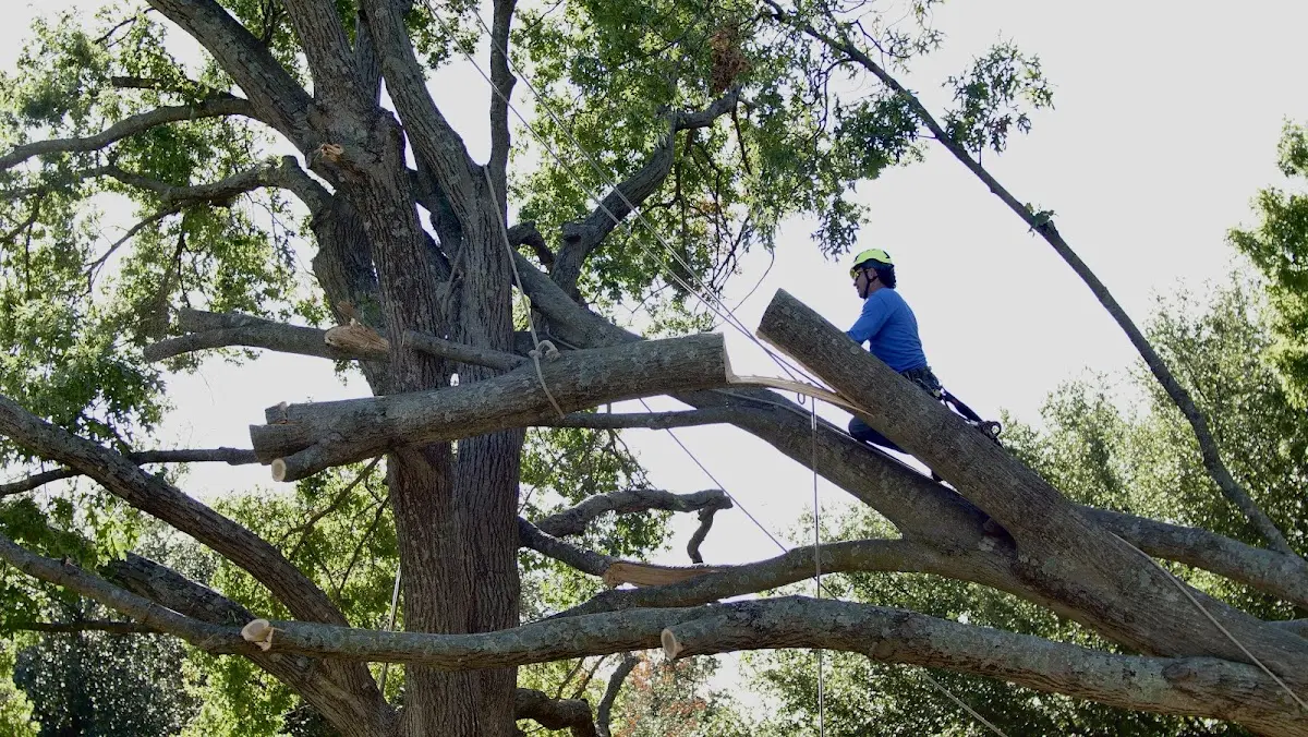 Professional Crown Thinning performed by certified arborists in Garnett